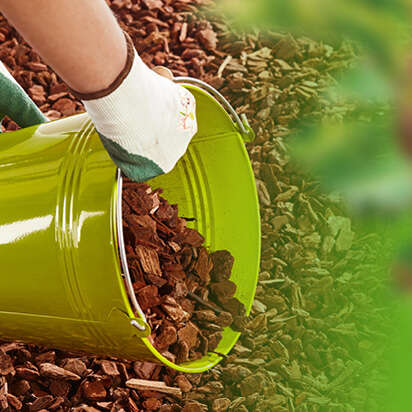 pinienrinde bubblenavibild